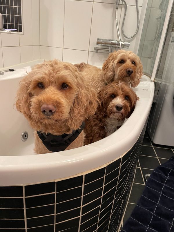 Familjen med Cobberdog