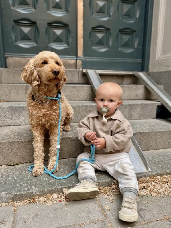Australian Cobberdog Macy med barn p&aring; trapp