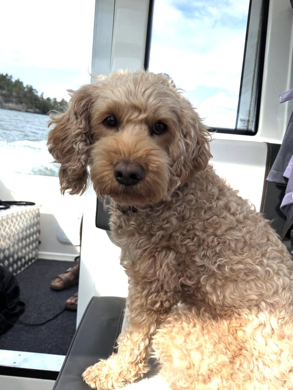 Australian Cobberdog p&aring; promenad