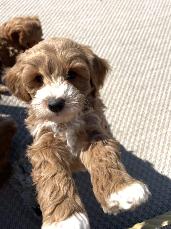 Australian Cobberdog-valp i solskenet