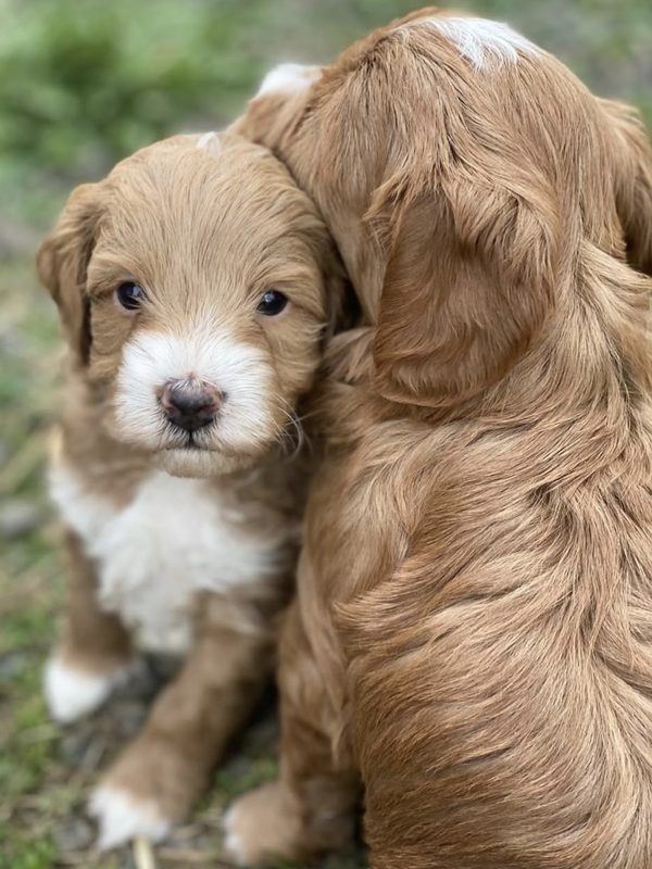 Australian Cobberdog valpar i gr&auml;set