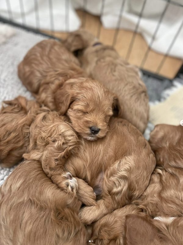 Australian Cobberdog valpkull i korgen