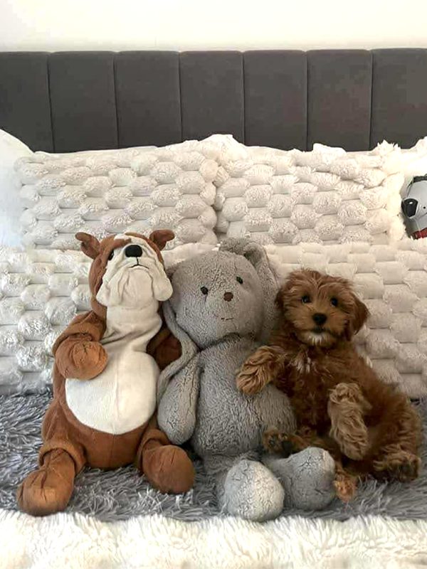 Australian Cobberdog-valp bland gosedjur