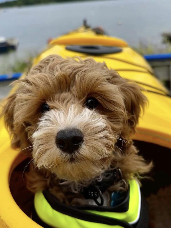 Australian Cobberdog-valp i kajak med flytv&auml;st