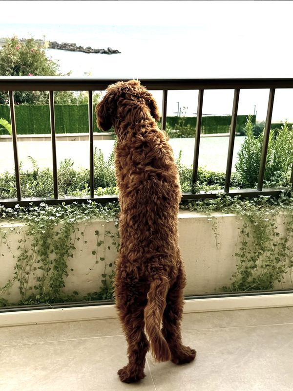 Australian Cobberdog st&aring;r p&aring; bakbenen och spanar ut &ouml;ver havet