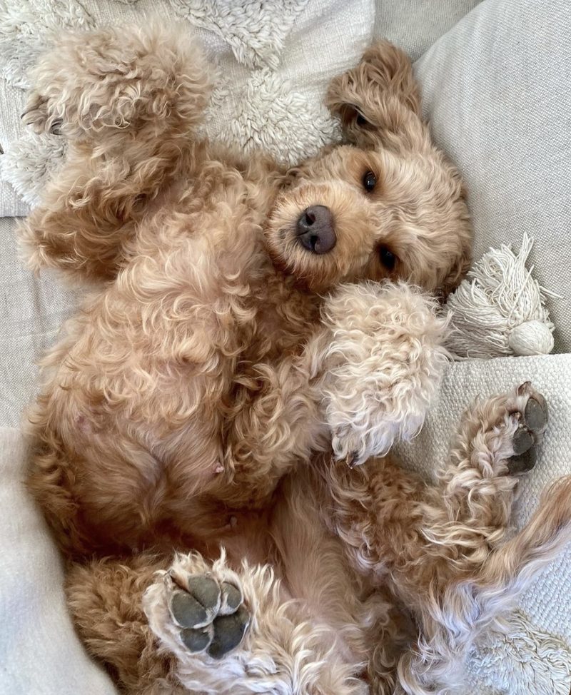 Australian Cobberdog